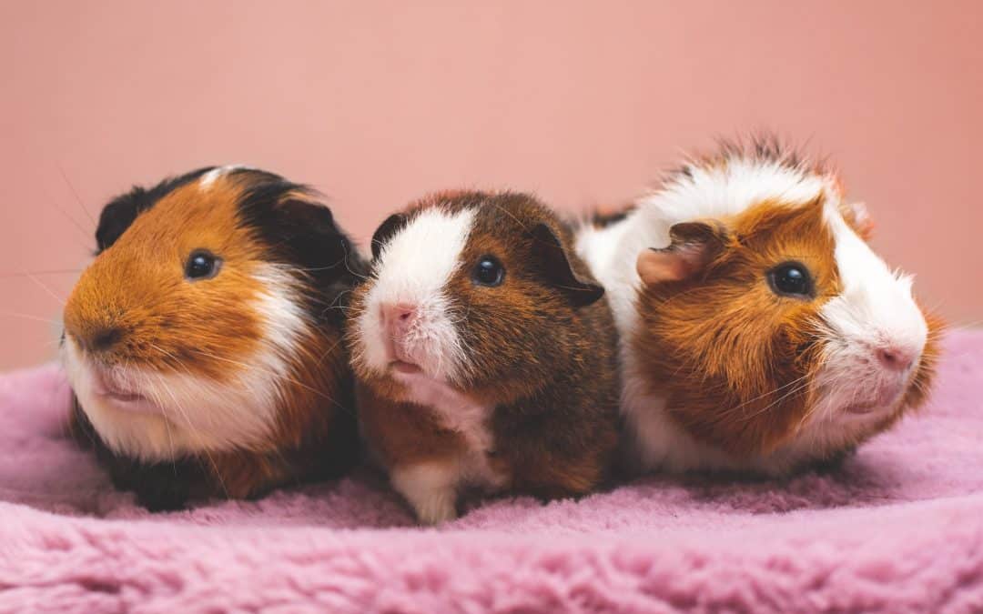 Photo of guinea pigs
