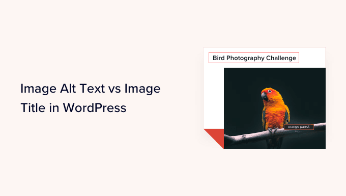 Image Alt Text vs Image Title in WordPress